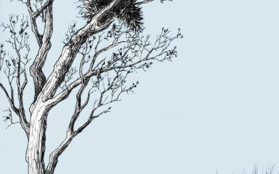 Porcupine’s Helper