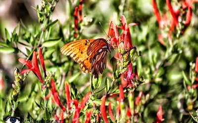 A Few Words From Butterfly