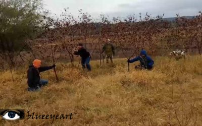 The Singing Rain Trees of Muleshoe Bend