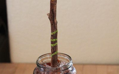 Prayer Tree #3: For the medicine within friendship