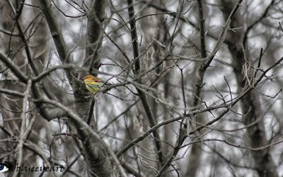Beltane: The Birth of Summer