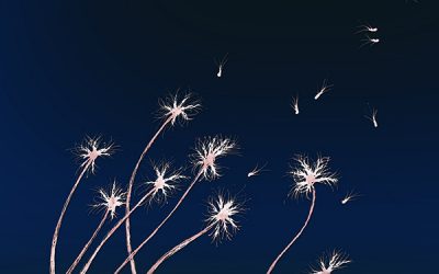 A Flight on the Winds