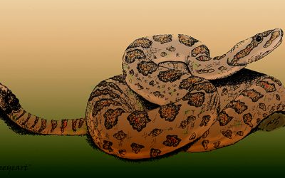 Rattlesnake Medicine