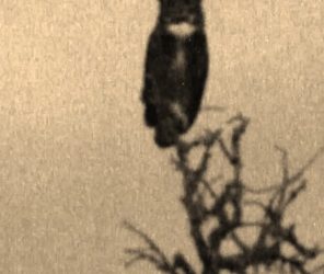 The Owl
