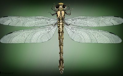 Dragonfly Gratitude
