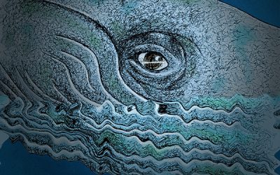 Whale Wisdom