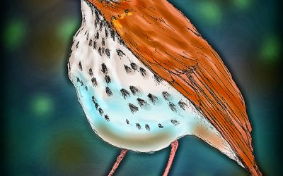 Wood Thrush