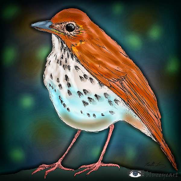 Wood Thrush