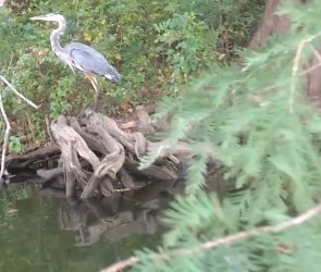Heron Medicine