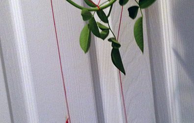 Rose Catcher