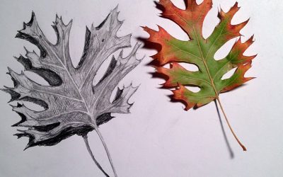 The Tree’s Gifts