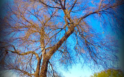 Bee Tree