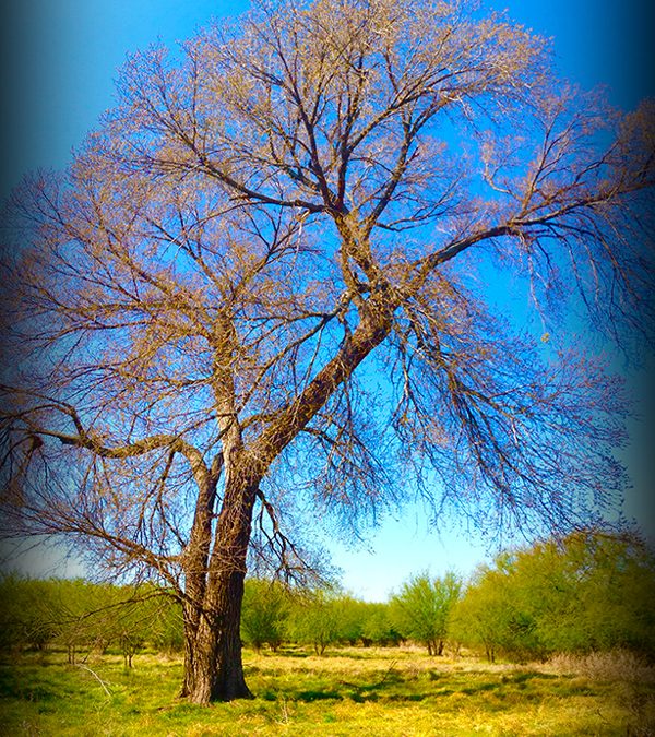 Bee Tree