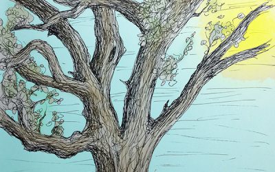 Cottonwood