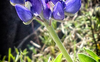 Bluebonnet