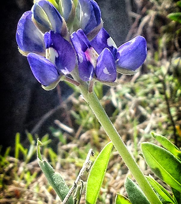 Bluebonnet