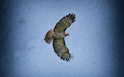Red Tail Hawk