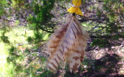 Owl Medicine