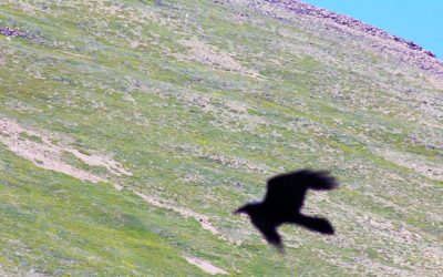 Raven Medicine