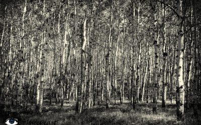 From Behind the Aspen