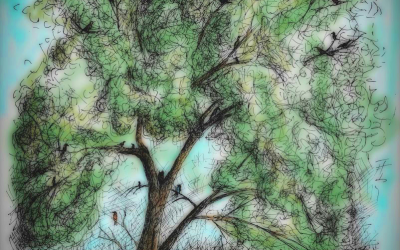 Transition: We Are All Birds in the Tree