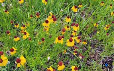 Flowers in the Same Garden